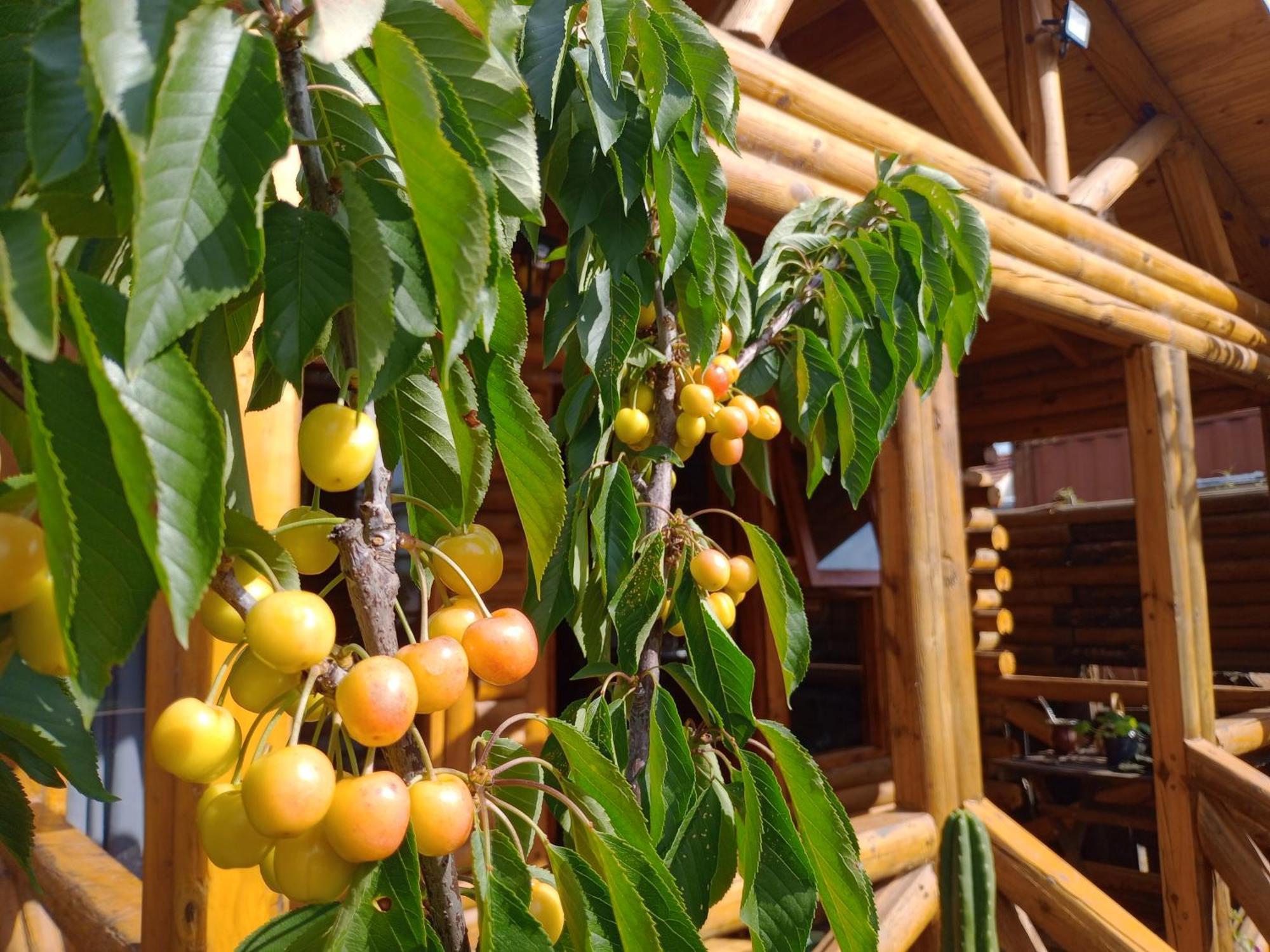 Foresta Acantilados, Casa Container Y De Troncos